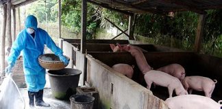 Xử lý dịch lợn tả châu Phi